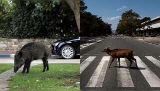 Emboldened animals venture into locked-down cities worldwide