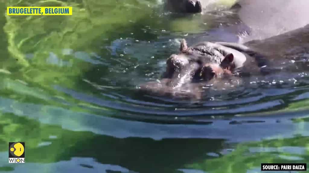 Rolling in the deep! Baby hippo gets first dive in the big pool