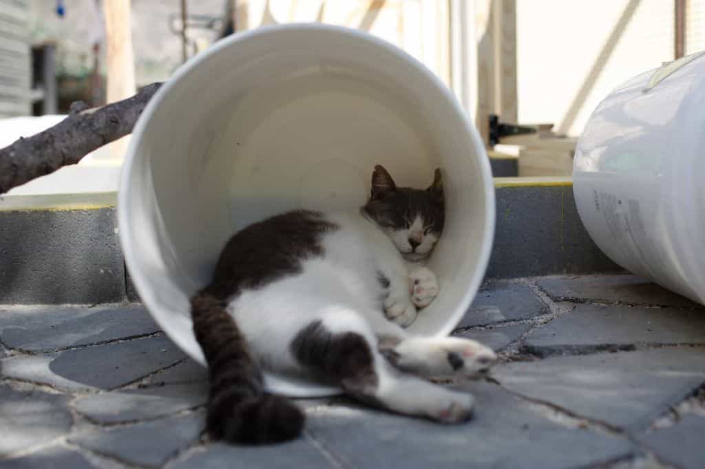 Pet cat 'tests positive' for coronavirus in Hong Kong Pet cat 'tests positive' for coronavirus in Hong Kong