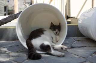 Pet cat 'tests positive' for coronavirus in Hong Kong