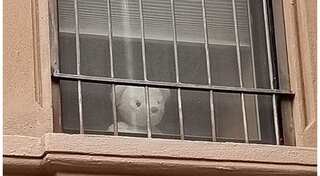 Teddy bears to rescue as people keep children occupied with 'Bear Hunt' amid COVID-19 lockdown