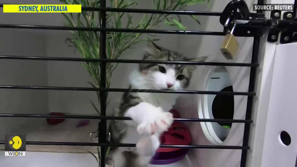 "A new best friend": Australians turn to pet adoptions to ward off isolation blues