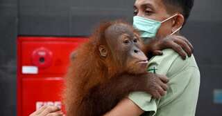 Indonesia covers up to protect orangutans from coronavirus threat