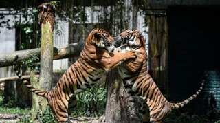 Tiger in New York City tests positive for COVID-19; other cats around showing symptoms!