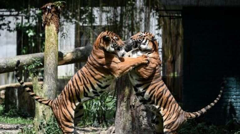 Tiger in New York City tests positive for COVID-19; other cats around showing symptoms!