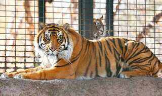 Indian zoos on high alert after tiger tests positive for coronavirus in US