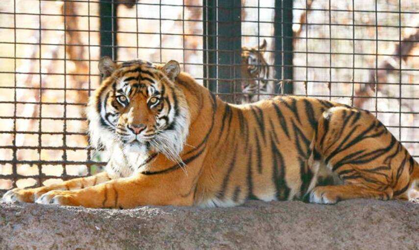 Indian zoos on high alert after tiger tests positive for coronavirus in US