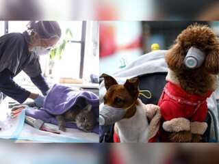 Are animals next? See how many have tested positive for COVID-19 so far!