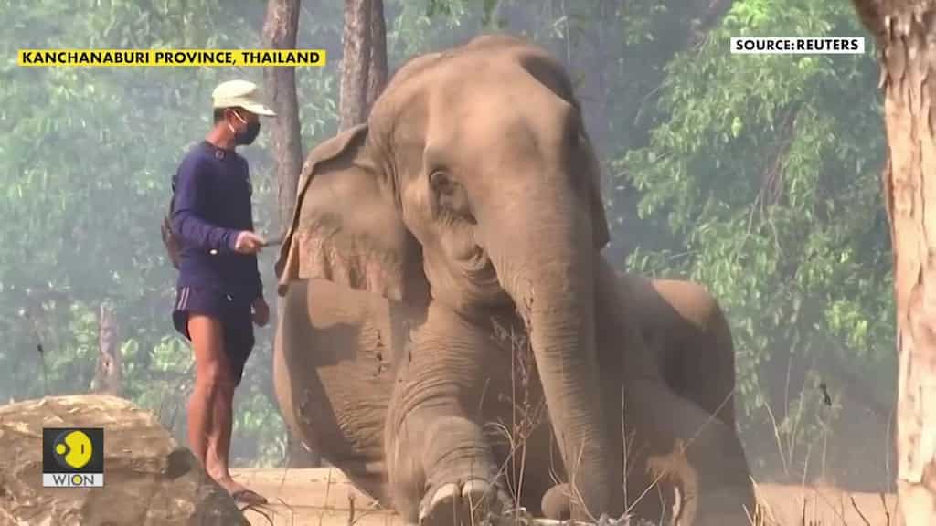 Hungry and out of jobs: Thailand's elephants suffer as coronavirus outbreak hits tourism