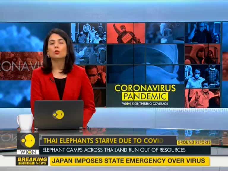 Fineprint: Thai elephants starve due to COVID-19 outbreak, nationwide curfew since Friday