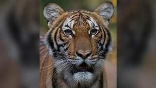 Tiger with COVID-19 gets medicines, appears to be on the mend