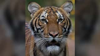 India considering translocating few tigers to Cambodia
