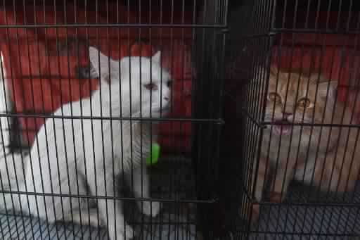 Hundreds of abandoned animals die at Pakistan pet markets Hundreds of abandoned animals die at Pakistan pet markets