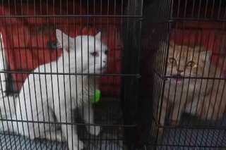 Hundreds of abandoned animals die at Pakistan pet markets