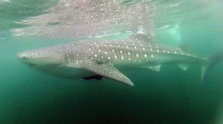 Cold war bombs help scientists discover whale sharks can live up to a century! Cold war bombs help scientists discover whale sharks can live up to a century!