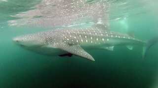 Cold war bombs help scientists discover whale sharks can live up to a century!