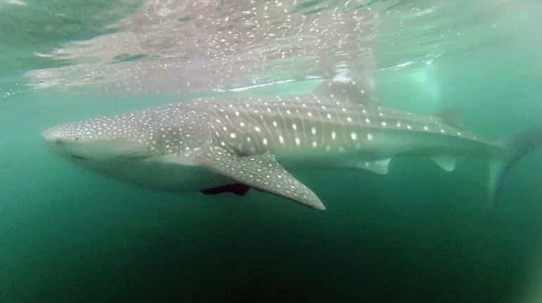 Cold war bombs help scientists discover whale sharks can live up to a century!