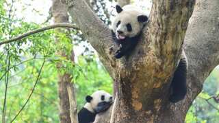 Ten years couldn't make these pandas in Hong Kong mate, but distance from people did!