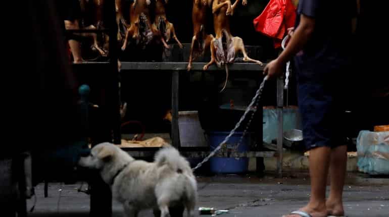 South Korea passes landmark bill banning sale and consumption of dog meat South Korea passes landmark bill banning sale and consumption of dog meat