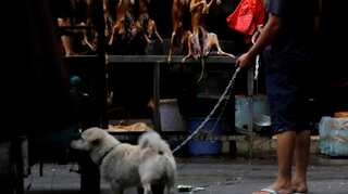 South Korea passes landmark bill banning sale and consumption of dog meat