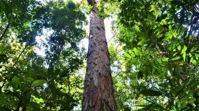 Inhabitants of the Amazon basin may have cultivated plants 10,000 years ago Inhabitants of the Amazon basin may have cultivated plants 10,000 years ago