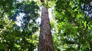 Inhabitants of the Amazon basin may have cultivated plants 10,000 years ago