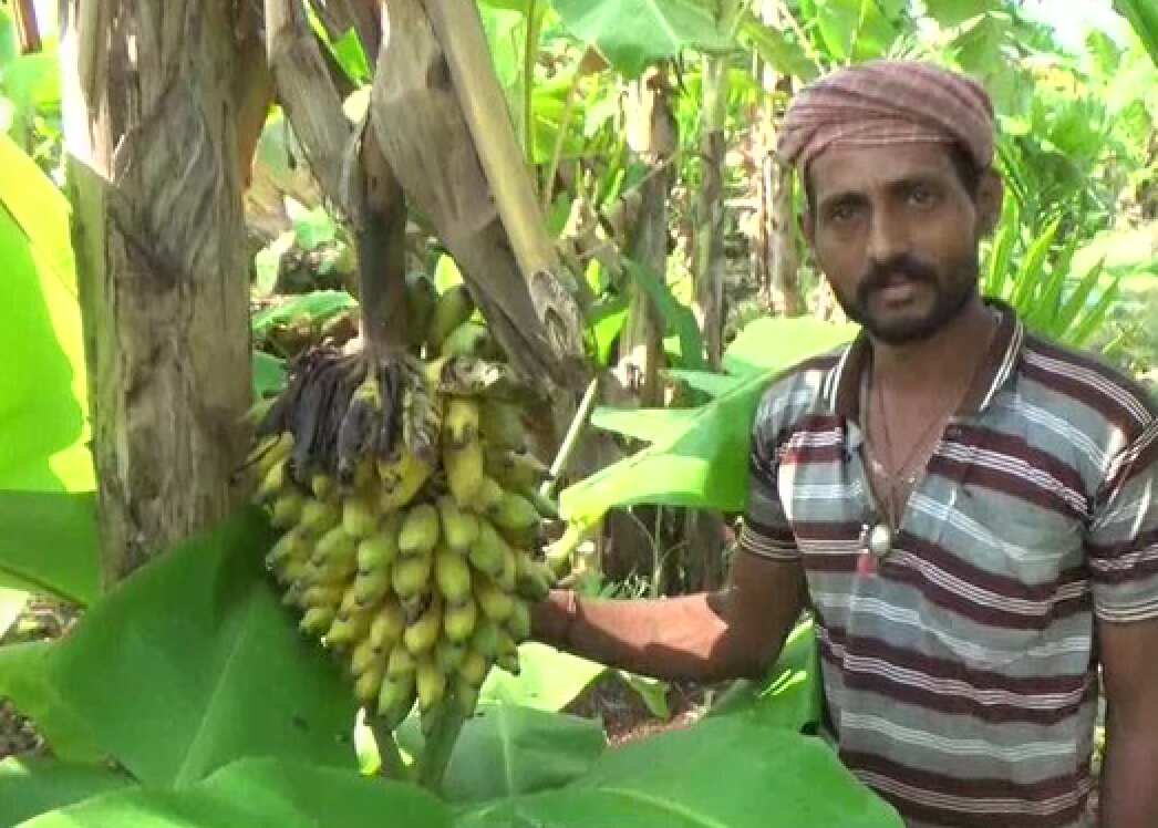 Farmers stare at bleak future amid nationwide coronavirus lockdown 