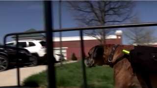 At times of social distancing, a dog delivers wine in US