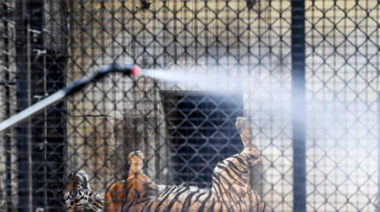 Social distancing for tigers? Indian zoo takes measure over coronavirus fears