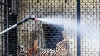 Social distancing for tigers? Indian zoo takes measure over coronavirus fears