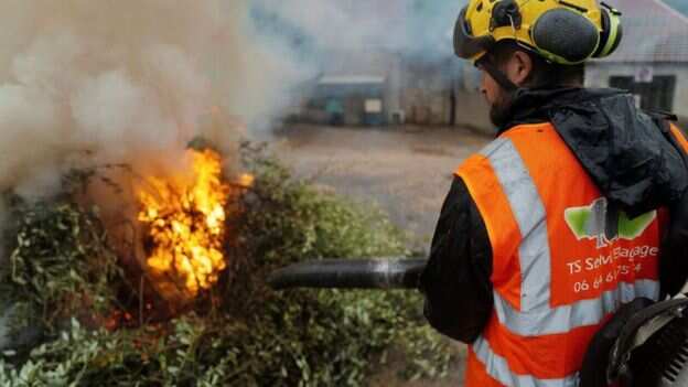Lethal olive tree disease across Europe is costing billions Lethal olive tree disease across Europe is costing billions