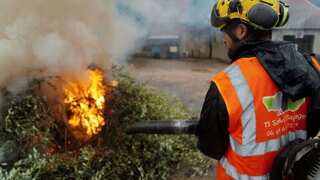 Lethal olive tree disease across Europe is costing billions