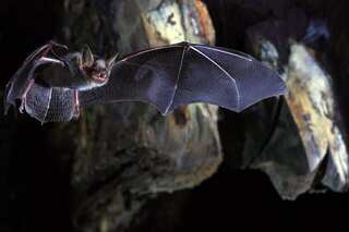 Scientists discover some baby bats babble like human infants