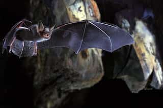 Amid global pandemic, bats lead race for 'bird of the year' in New Zealand
