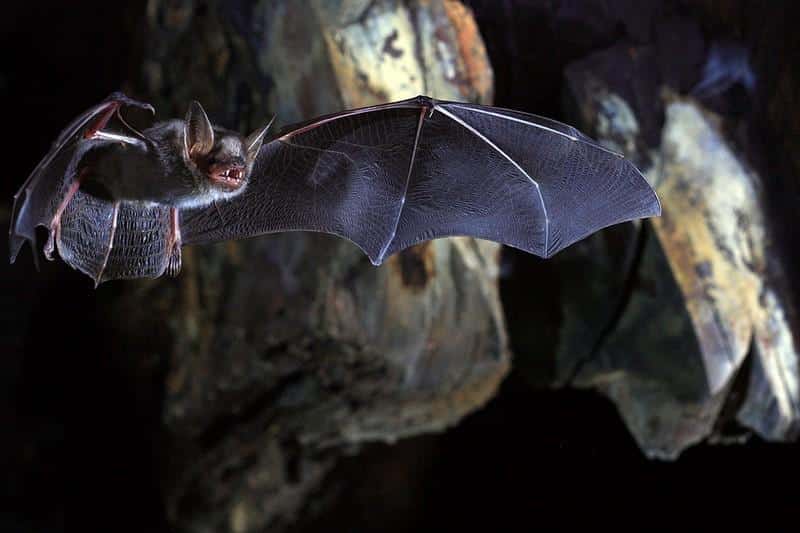Bloodthirsty vampire bats prefer sharing drink with friends, finds study