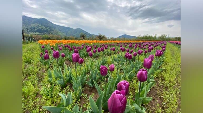 Kashmir blooms