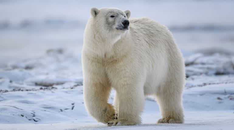 Polar bears