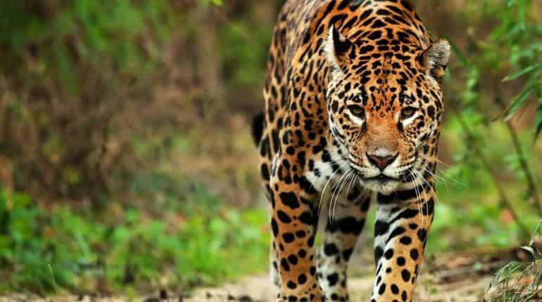 Jaguars