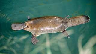 Australia: Man in trouble after taking platypus on train ride
