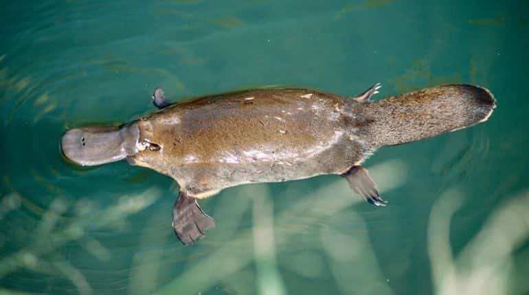 Australia: Man in trouble after taking platypus on train ride