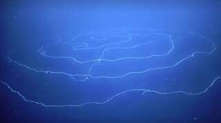 Australia: 'Longest animal ever' found in deep sea