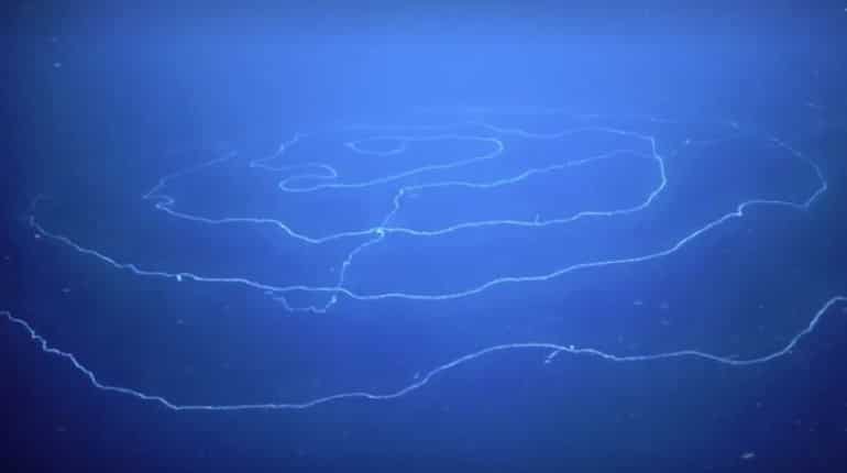 Australia: 'Longest animal ever' found in deep sea