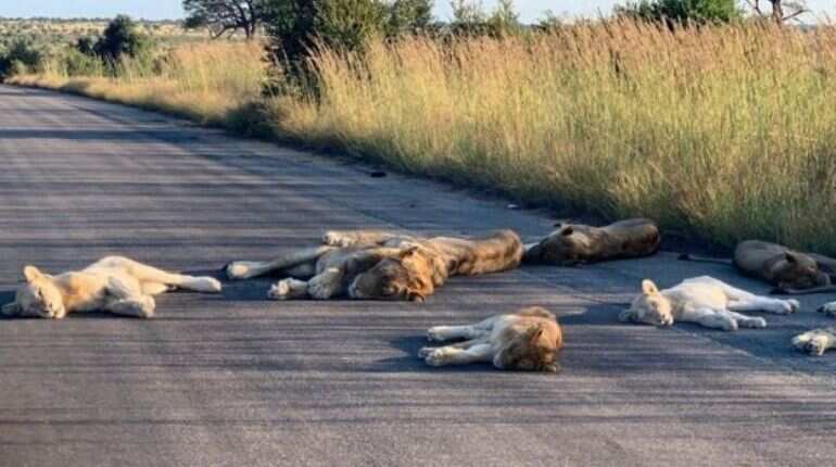 Lions nap on road during South Africa's lockdown