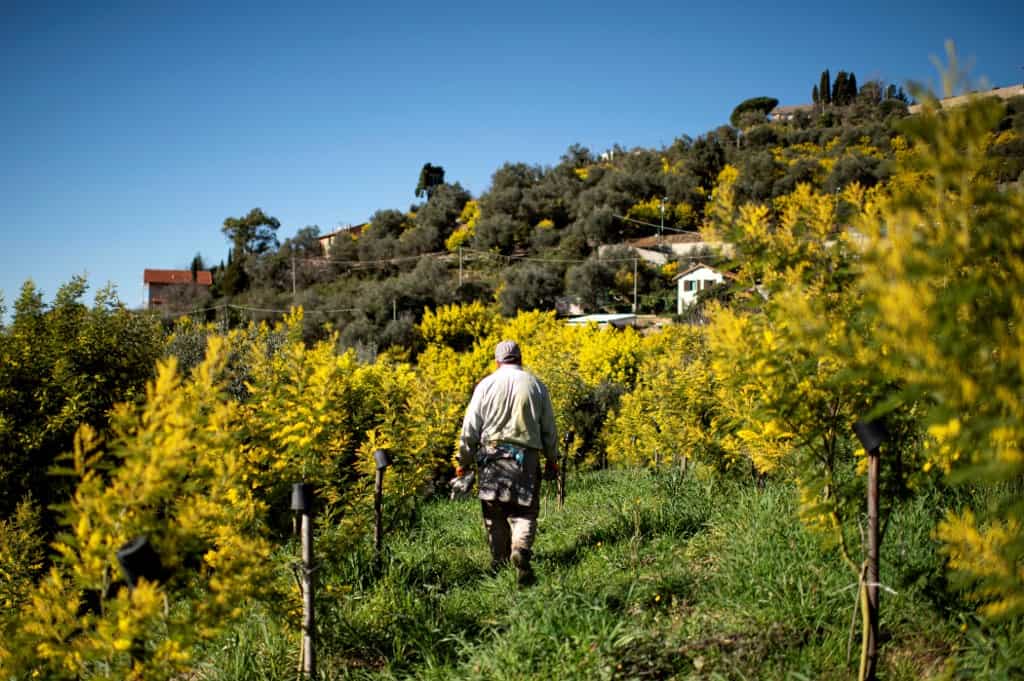 Crops rot as Italian farmers hit by coronavirus, drought