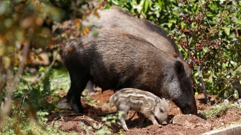 Family pack of boars!