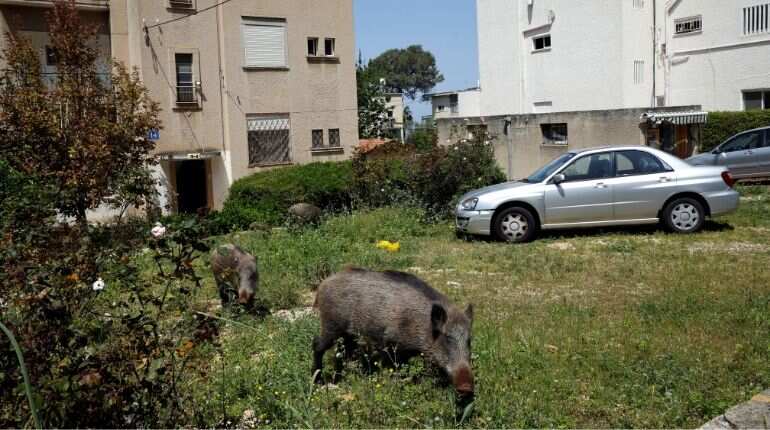 Boars' aggressive history!
