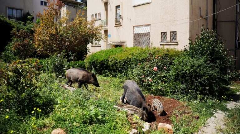 'Pig patrols'