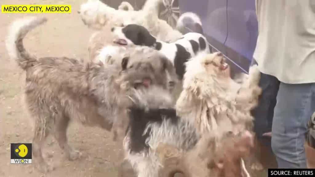 Adopted pets and people help each other through Mexico coronavirus lockdown