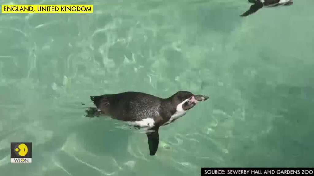Rosie the Humboldt penguin celebrates 30th birthday