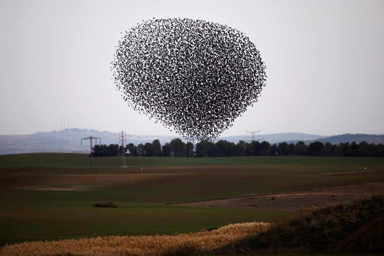 Murmuration of starlings